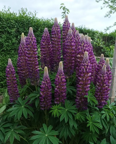 Staudenlupine lila lupine - staudenlupine, 100