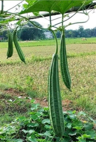 Samen luffa körperschwamm - 8,