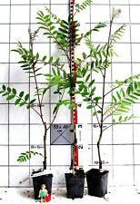 Sorbus discolor - Scharlach-Eberesche / Peking-Eberesche, weiße Früchte