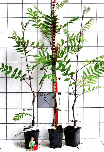 Sorbus discolor - ,