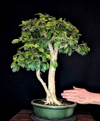 Bonsai taubenbeere duranta - bonsai,