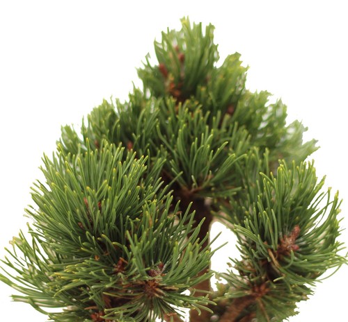 Bergkiefer pinus mugo - bergkiefer,