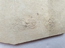 Saccocoma tenella seelilie - seelilie,