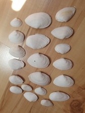 20 Weisse  Muscheln