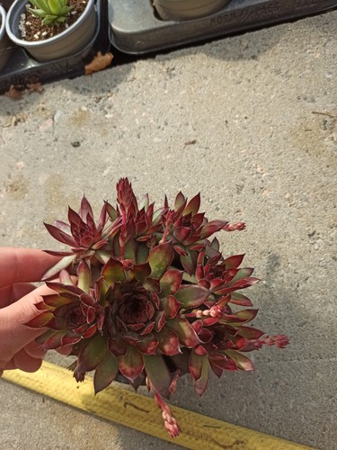 Sempervivum bronco hauswurz - sempervivum,