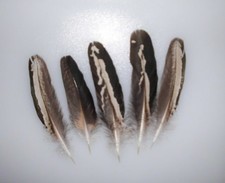 6  schwarz-bunte Pfauenfedern