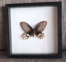 Schmetterling Papilio horishanus Im Schaukasten Holz Hinter Glas 