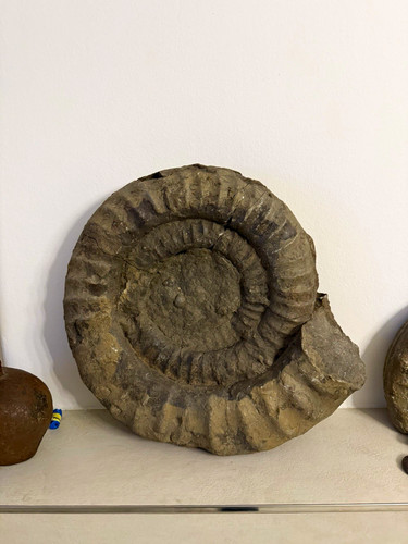 Großer ammonit tierfossil - großer,