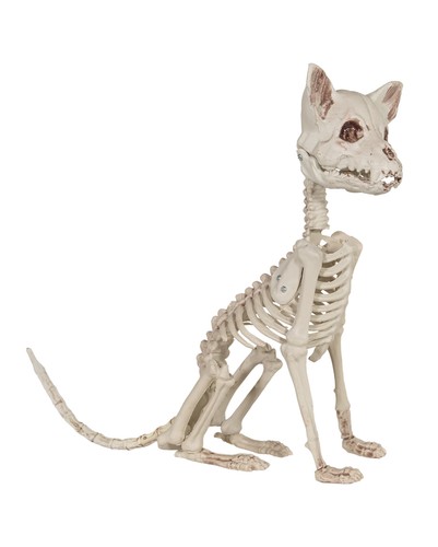 Katzenskelett als halloween - katzenskelett,