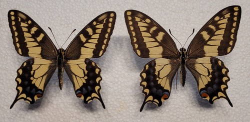 Papilio machaon origonius - ,
