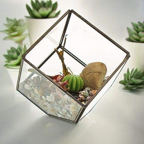 Würfel auf eckglas terrarium - eckglas,