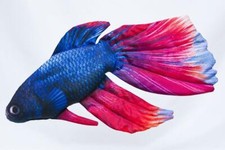 Kissen fisch geschenk angler - fisch,