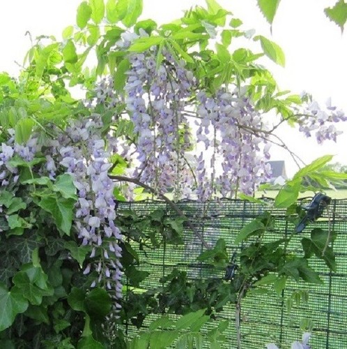 Blauregen wisteria pflanze - blauregen,