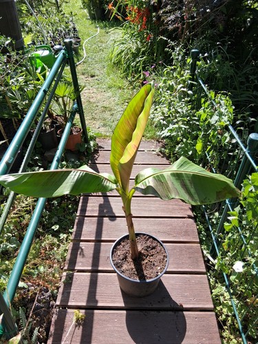 Musa sikkimensis - , (red
