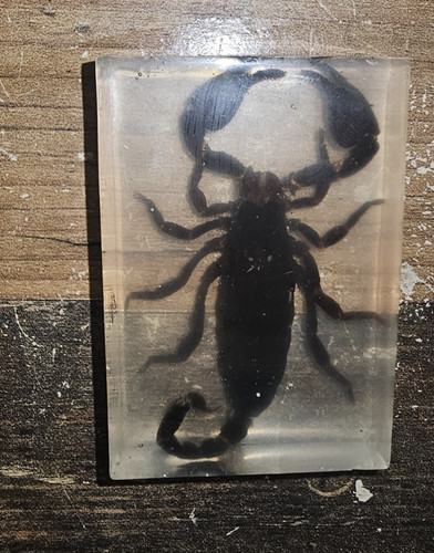 Skorpion dekofigur - dekofigur, im
