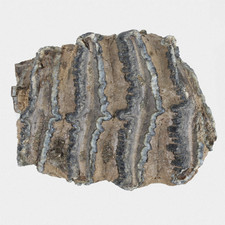 Fossil E. Antiquus Molar m1 Backenzahn Quartär Pleistozän Interglazial