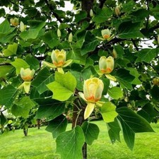 Tulpenbaum liriondendron - tulpenbaum,