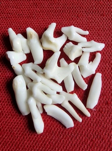 Dachszähne
