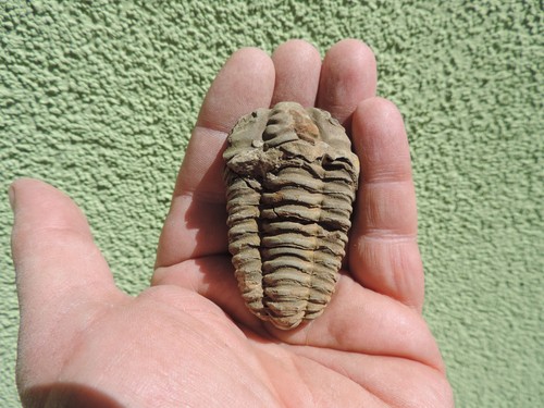 Schöner trilobit - schöner, (calymene)