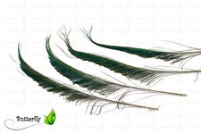 10 Pfauenfedern Natur Schwert