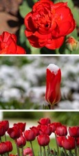 Rote Tulpen Blumenzwiebeln