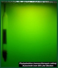 Phytoplankton, Plankton, - 2l-Ansatz plus 2x50 ml Spezialdünger
