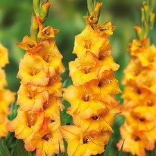 Gladiole Blumenzwiebeln