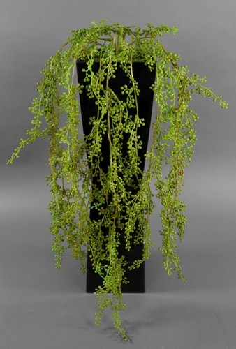 Sedumranke 70cm cg - ,