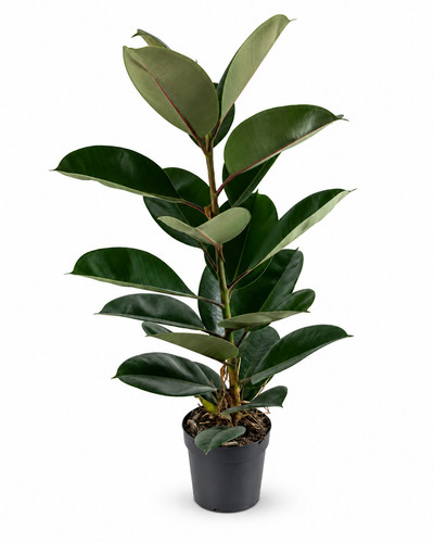 Gummibaum ficus elastica - gummibaum,