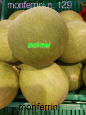 Gurken Carosello Bianco-Weis Spurreda Leccese .Beste Gurke aus Apulien 10 Samen