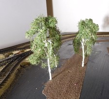 eine Birke 12 cm hoch in