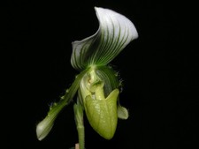 Paphiopedilum callosum var. album 01