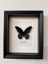 Echter Schmetterling Papilio