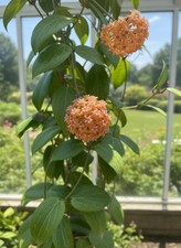 80002910 hoya fitchii - fitchii, orange
