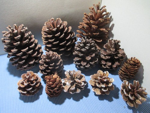 Tannenzapfen weihnachtsdeko - tannenzapfen,