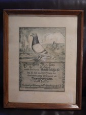 3 alte gerahmte Urkunden Brieftauben Reisetauben Taubensport Wettflug 1950