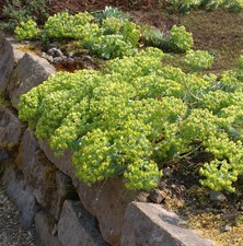 Walzen Wolfsmilch - Euphorbia