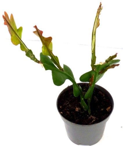 Epiphyllum anguliger