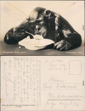 Mitte Berlin Zoologischer Garten: Schimpansin Titine beim Essen  Teller 1930