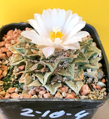 Alter ariocarpus - alter,