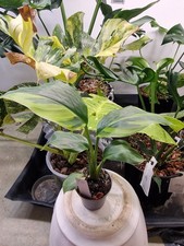 Strelitzie Nicolai Variegata