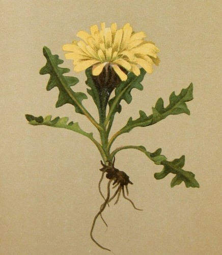 Triglav pippau crepis - triglav-pippau, (crepis