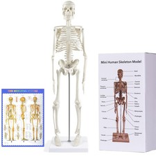 Anatomie skelett modell - skelett,