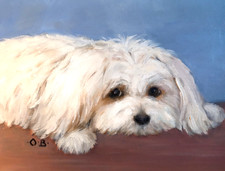  Malteser Hund Gemälde neu