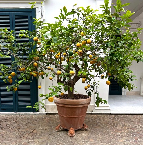 Citrus limon sorrento 30cm - limon,