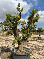 Sunny Tree – Orangenbaum