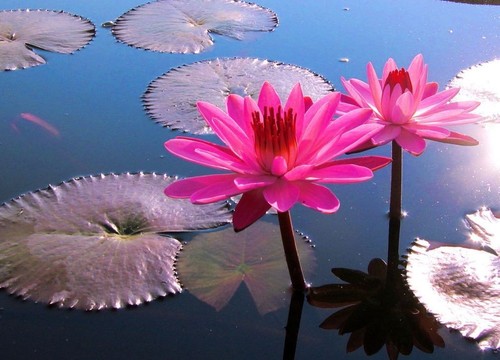 Seerose pink wasserpflanzen - seerose,