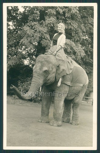 Foto mädchen reitet elefant - reitet,