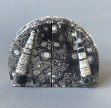 Buchstütze fossil - buchstütze,