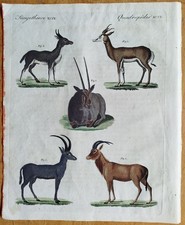 Antilopen Rietbock Euchora -